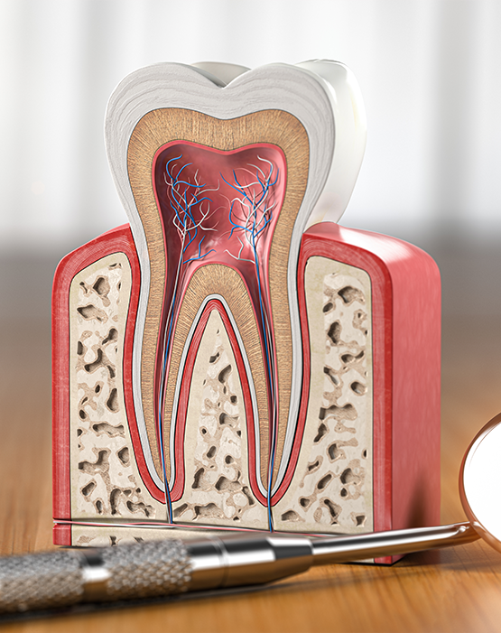 Model of tooth showing pulp
